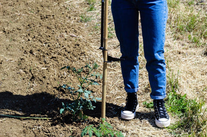 Vista ampia del Piantacanne TechOrto in orto